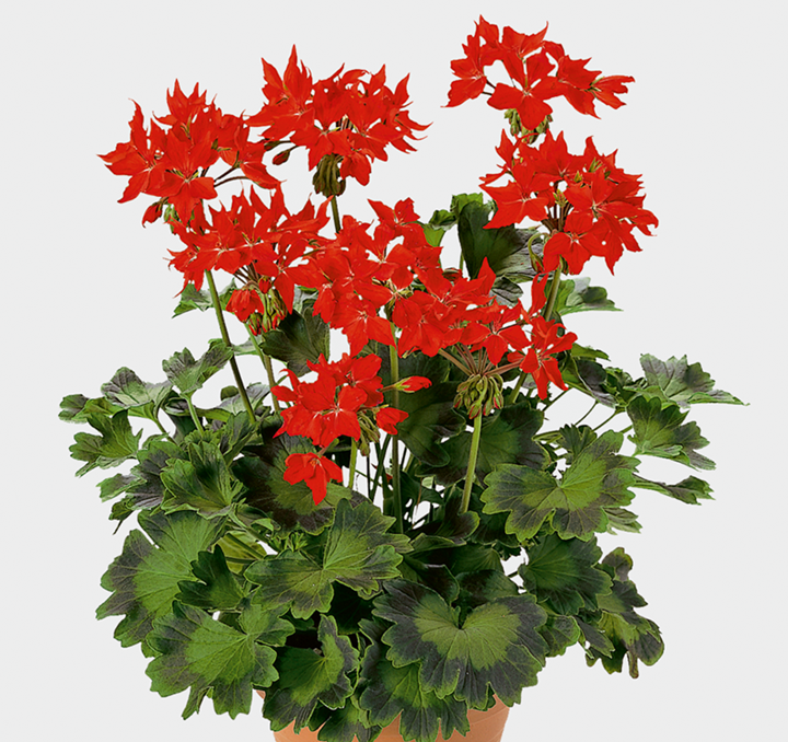 stjrnpelargon-fireworks-scarlet-3st-stickling-1