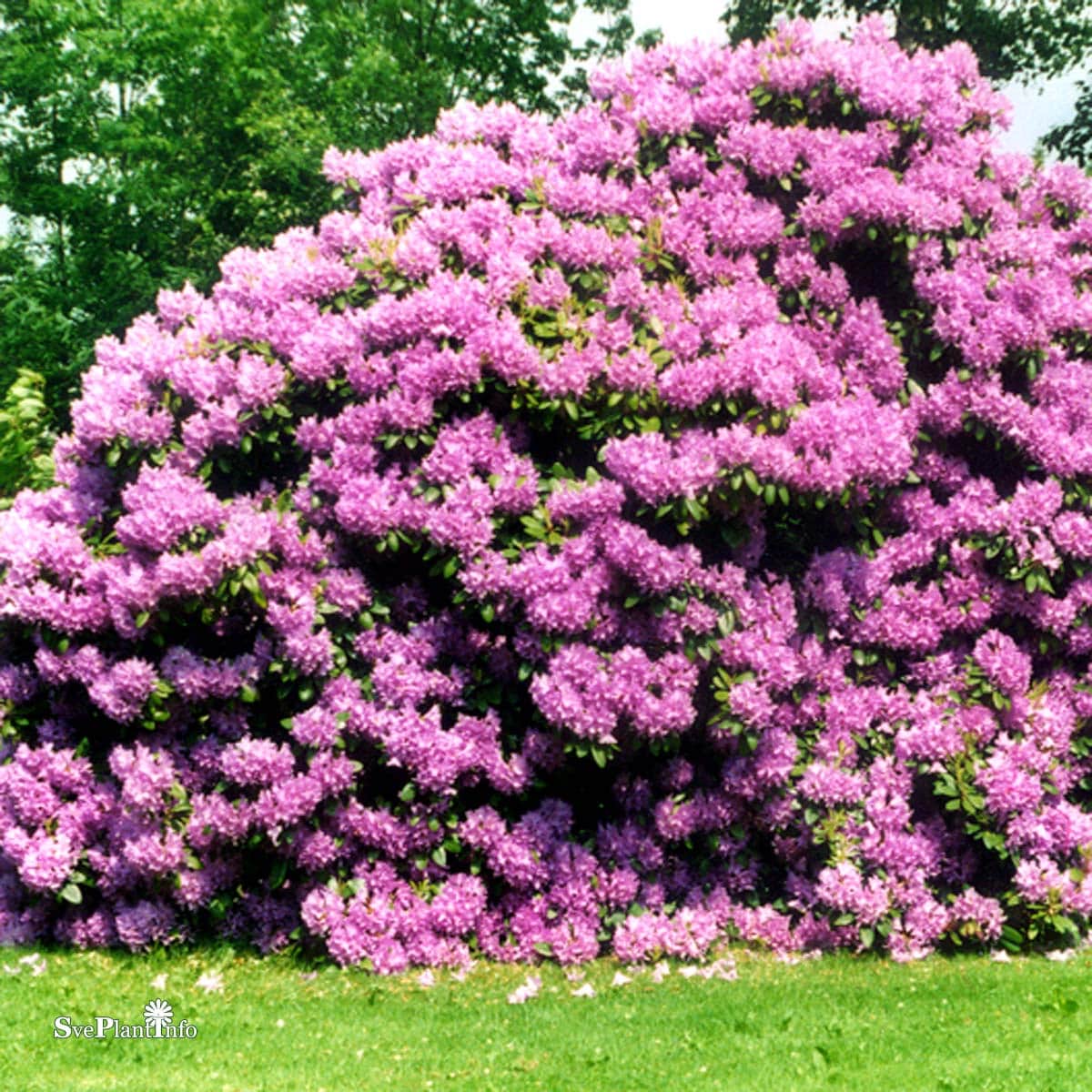 rhododendron-catawbiense-grandiflorum-co-2