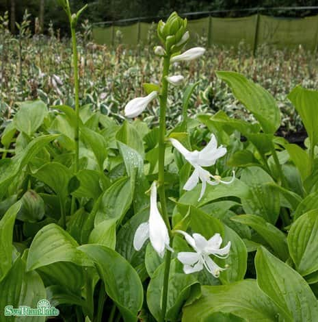 hosta-royal-standard-11cm-kruka-1