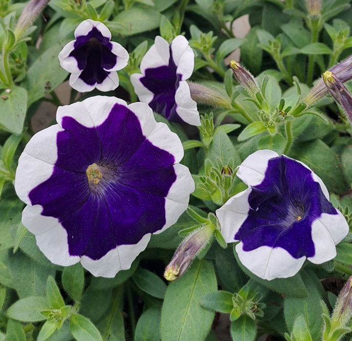 petunia-famous-white-dark-eye-105cm-kruka-1