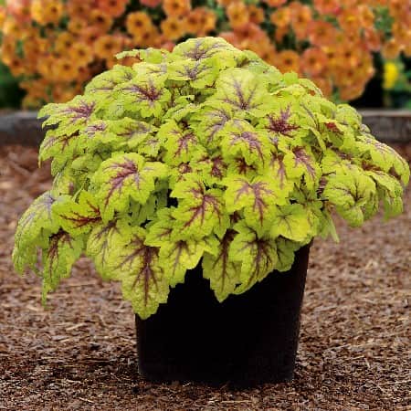 klockvippa-stoplight-12cm-kruka-1