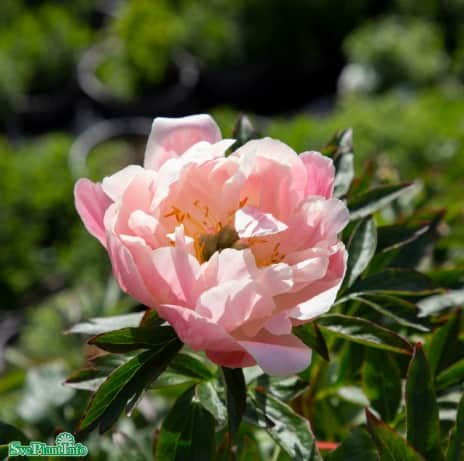 luktpion-pink-hawaiian-coral-1st-barrotad-1