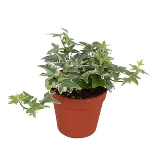 murgrna-mona-lisa-9cm-kruka-1