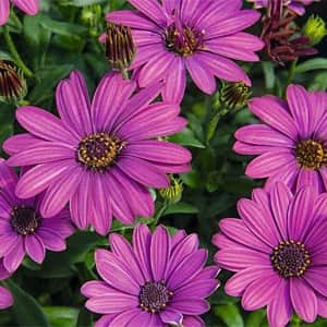 stjrnga-summersmile-magenta---3-plantor-1