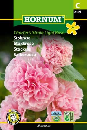 stockros-chaters-strain-light-rose-1