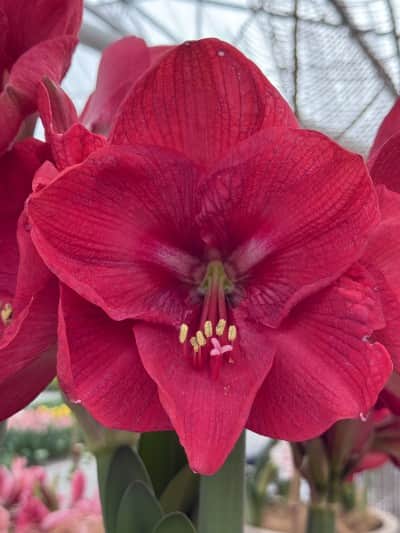 amaryllis-pink-rival-1st-1