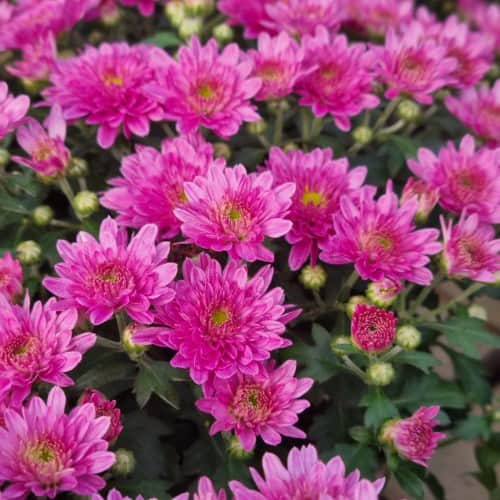 bollkryss-purple-12cm-kruka-1