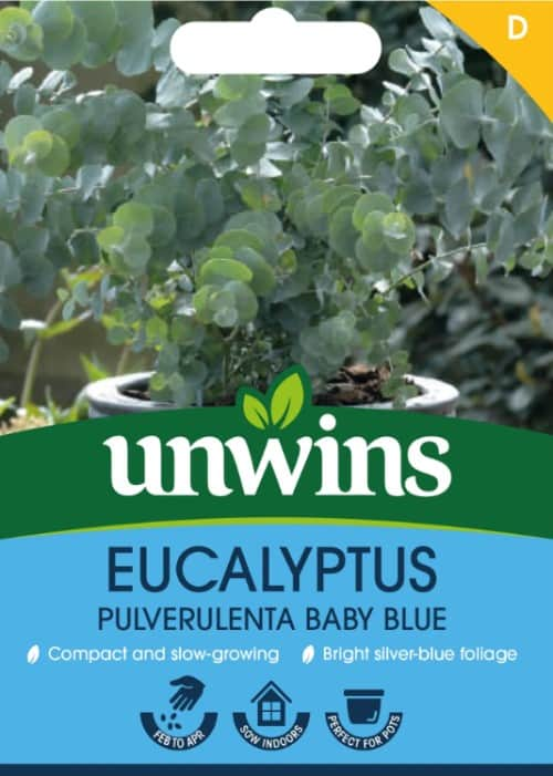 eucalyptus-pulverulenta-baby-blue-1