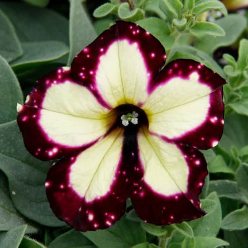 petunia-sky-lightning---3-plantor-1