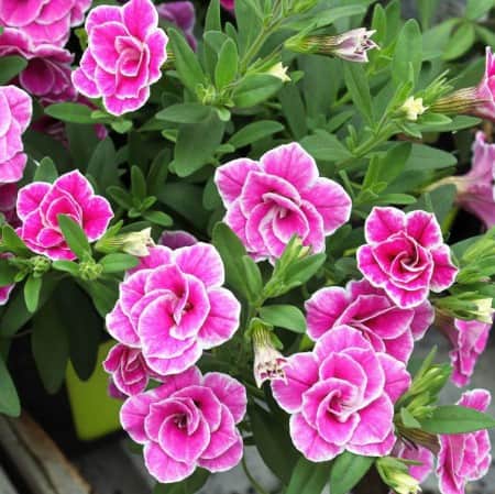 minipetunia-sweet-love---3-plantor-1