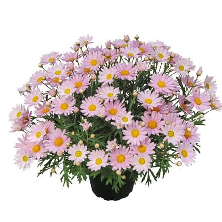 margerit-lolly-105cm-kruka-1