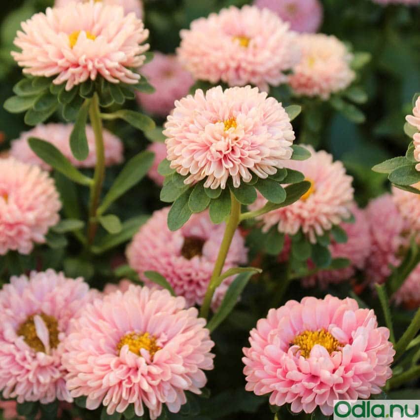sommaraster-apricot---3-plantor-1