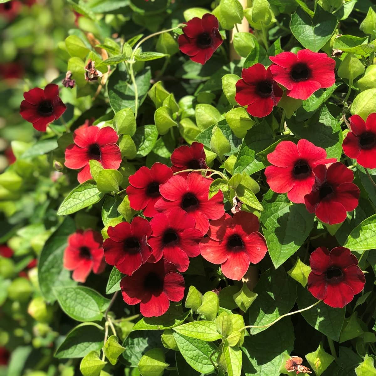 svartga-sunny-susy-cherry---3-plantor-1