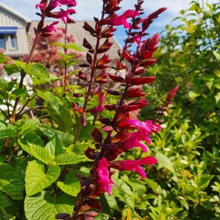 salvia-rockin-fuchsia-105cm-kruka-1