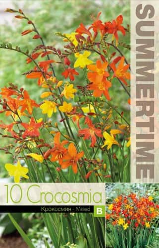 montbretia-storblommig-mix-10st-1