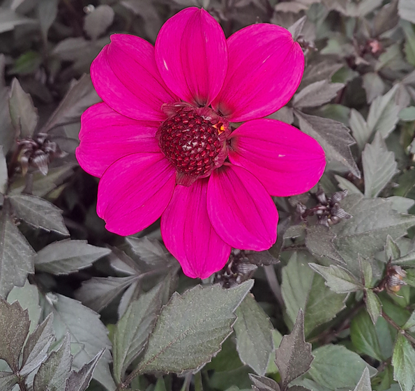 sommardahlia-magenta-12cm-kruka-1