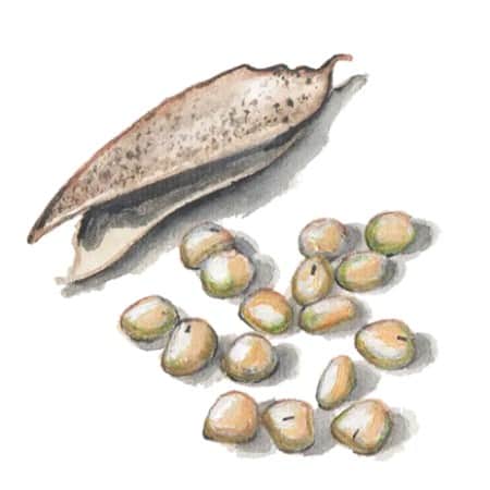 puggor-frn-ballingslv-glimkra-gk-1