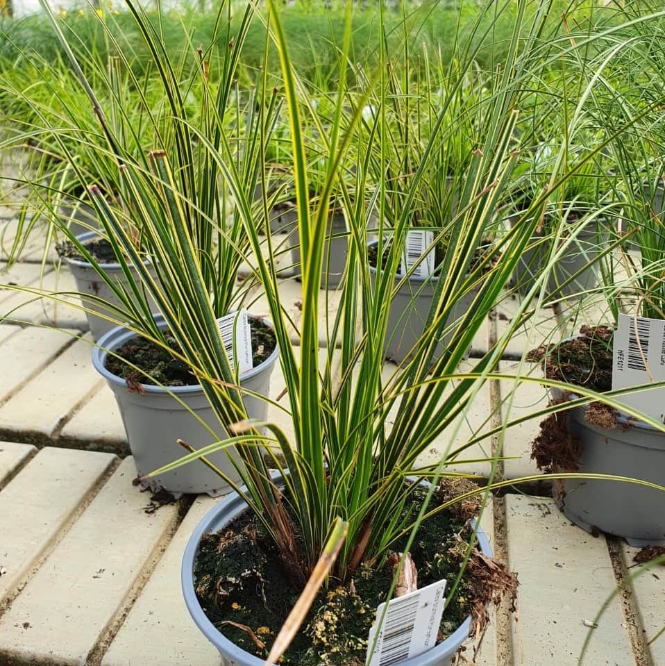 rumsstarr-honeymoon-12cm-kruka-2