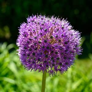 allium-prydnadslk-his-excellency-1st-1