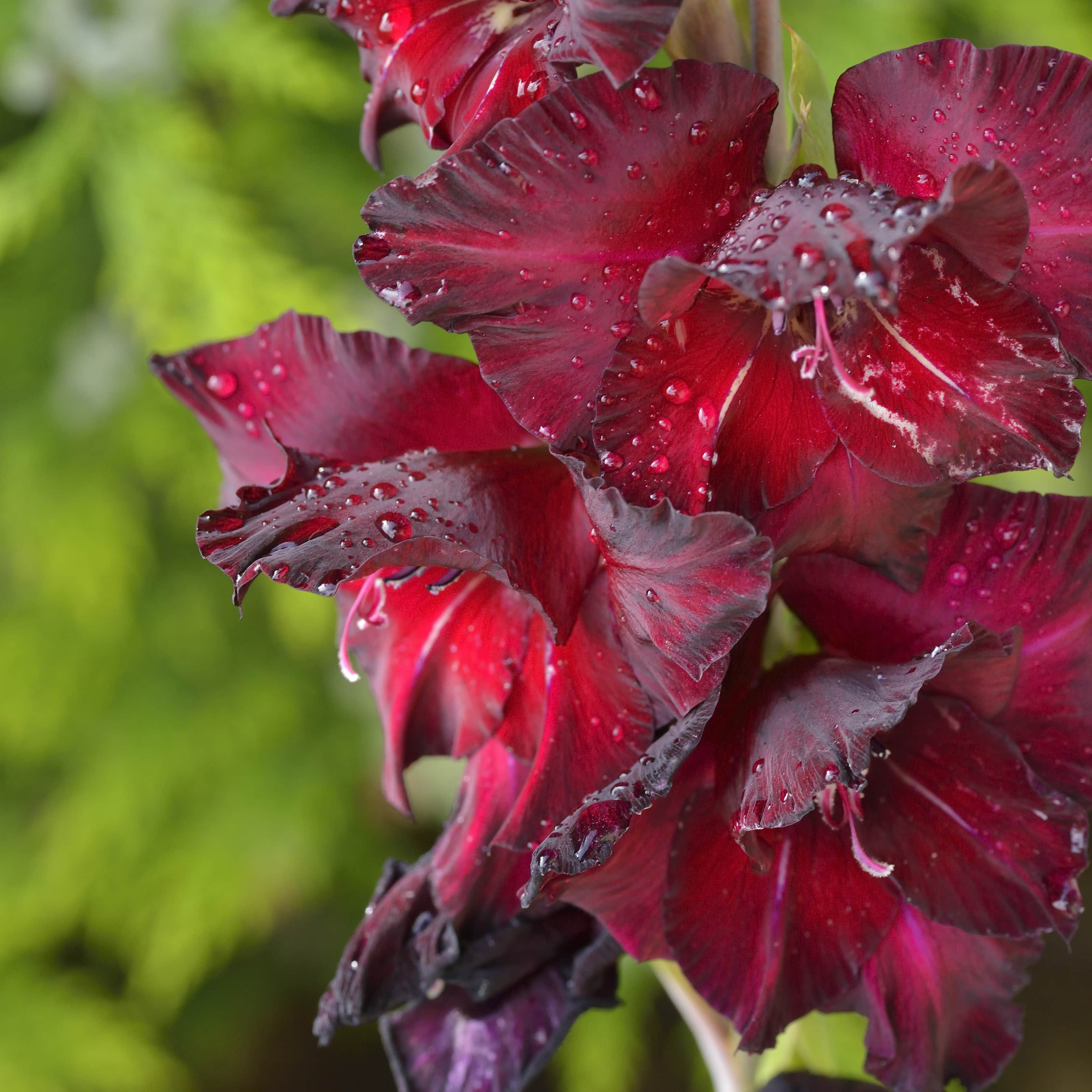 gladiolus-black-beauty-10st-1
