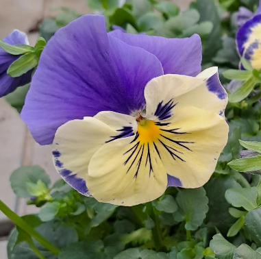 pens-fino-vanilla-sky-105cm-kruka-1