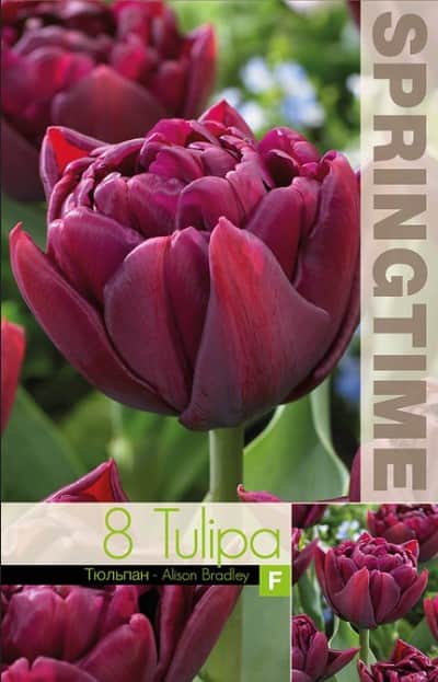 dubbel-tidig-tulpan-alison-bradley-8st-2