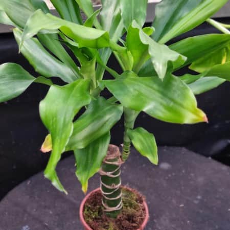 dracena-12cm-kruka-1