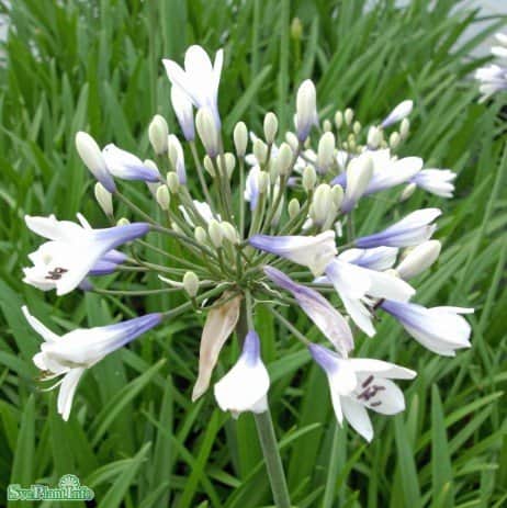 afrikas-bl-lilja-twister-1st-barrotad-1