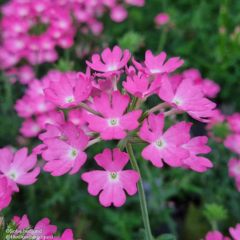 verbena-pink-12cm-kruka-1
