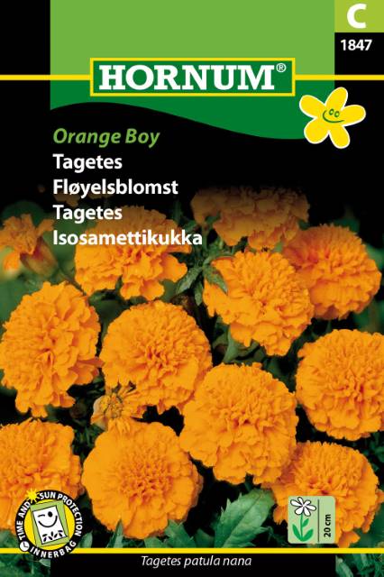 Sammetsagetes ’Orange Boy’, frö
