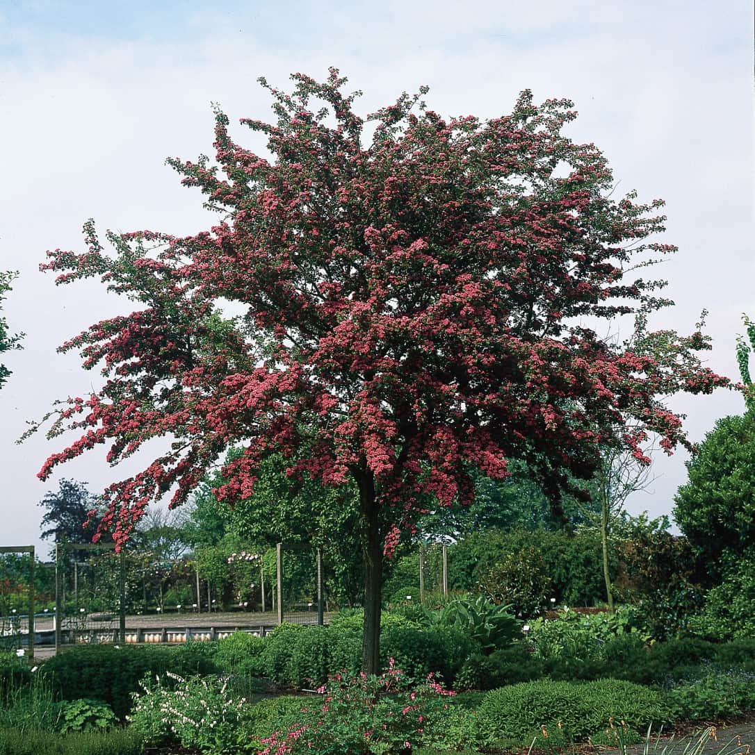 rosenhagtorn-paul-scarlet-sh-100-120-co-3