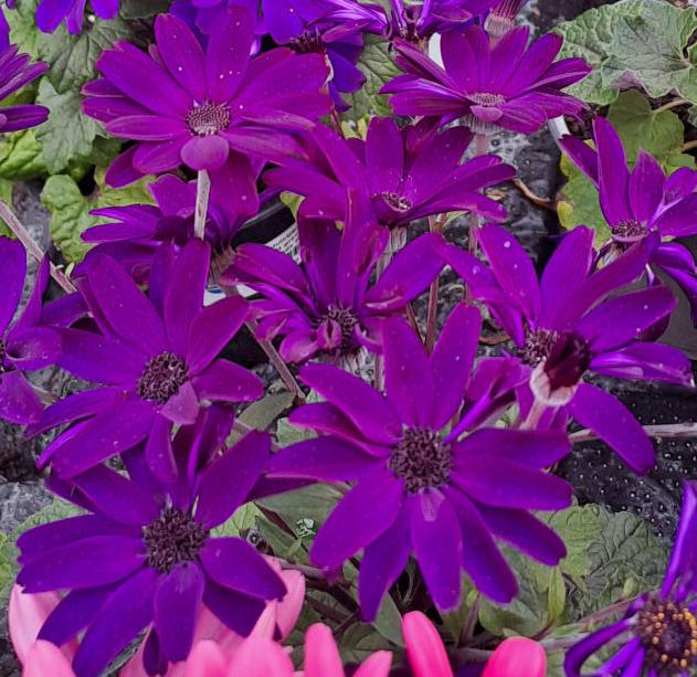 cineraria-mandela-dark-violet-105cm-kruka-1