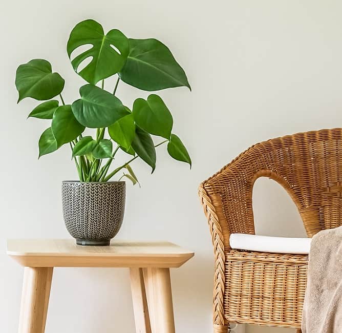 monstera-15cm-kruka-1