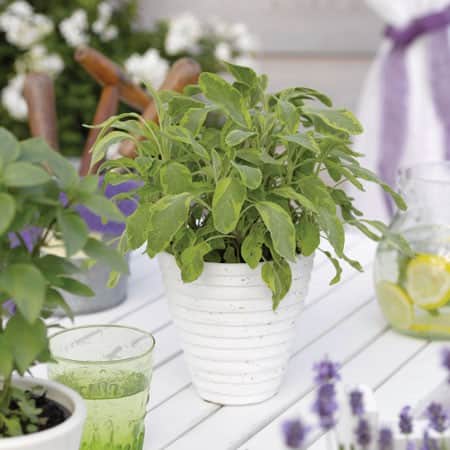 gulbrokig-kryddsalvia-icterina-12cm-kruka-1