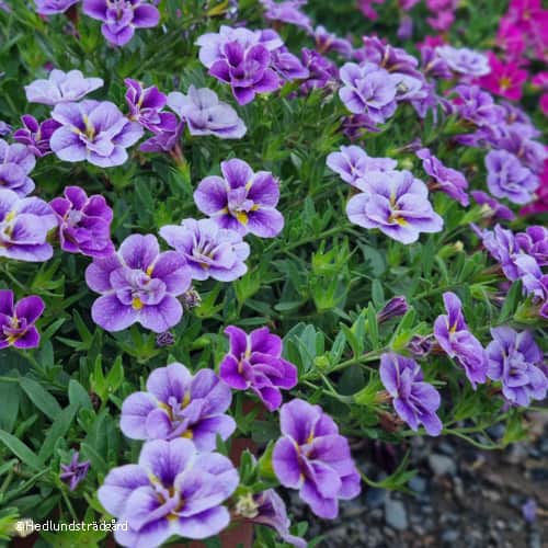 minipetunia-unique-wisteria-star---3-plantor-1