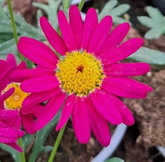 margerit-dark-pink-105cm-kruka-1