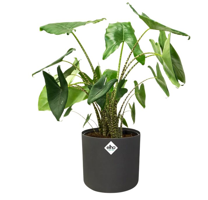 bfor-soft-ytterkruka-rund-14cm-antracite-2