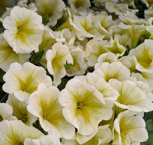 petunia-surfina-yellow-12cm-kruka-1