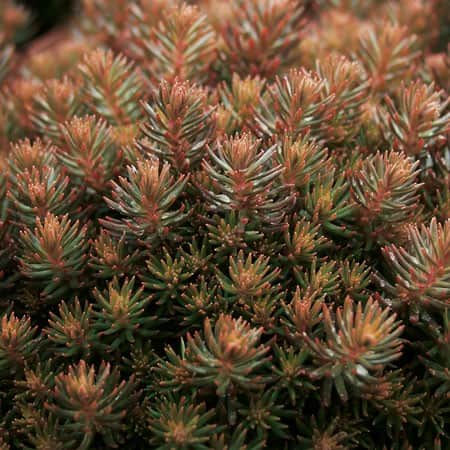 sedum-chocolate-ball-12cm-kruka-1