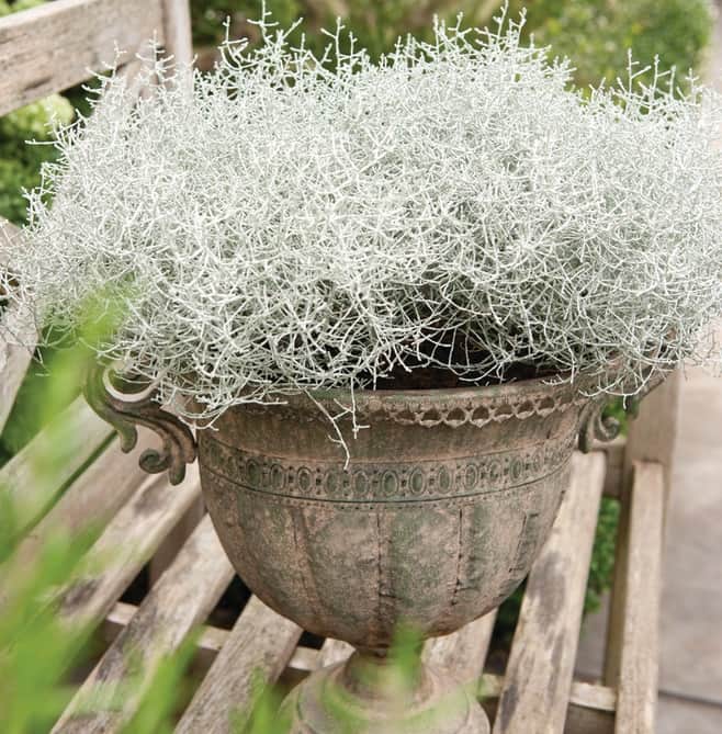 silvergirlang-12cm-kruka-1