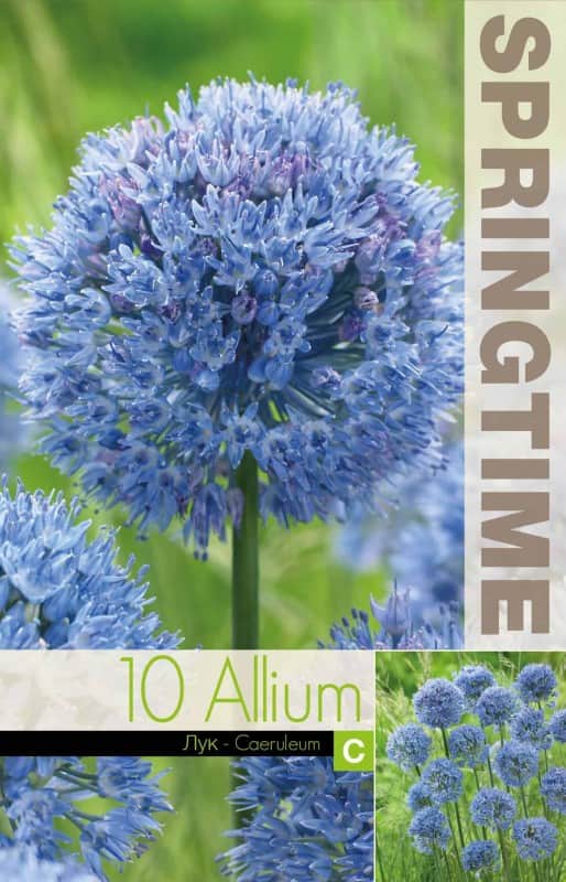allium-azurlk-caeruleum-10st-2