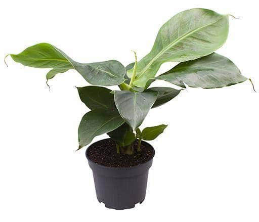 bananplanta-tropicana-12cm-kruka-2