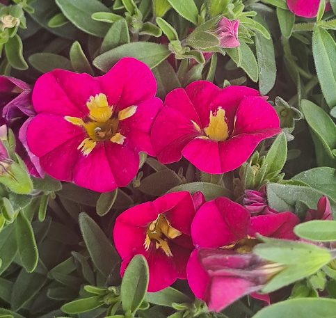 minipetunia-magenta-star-105cm-kruka-1