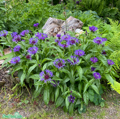 bergklint-grandiflora-11cm-kruka-1