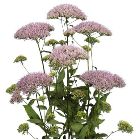 sommarhalsrt-supreme-blue---3-plantor-1