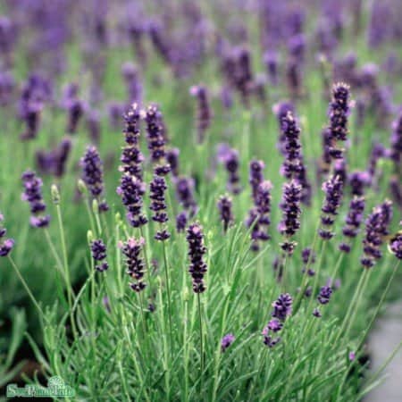lavendel-hidcote-15-pack-1