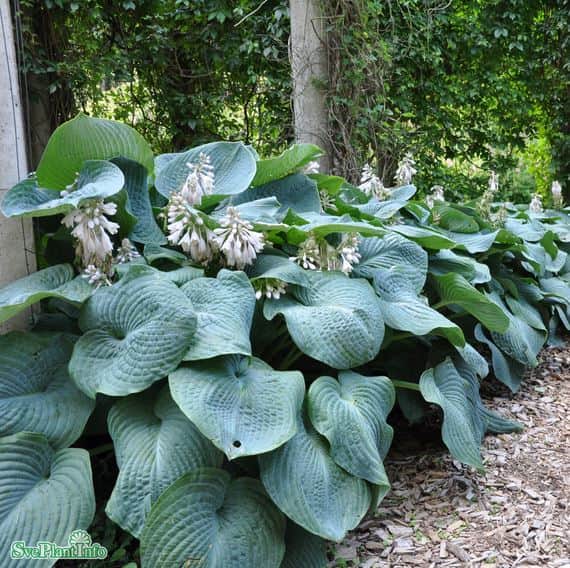 hosta-daggfunkia-elegans-17-cm-kruka-1
