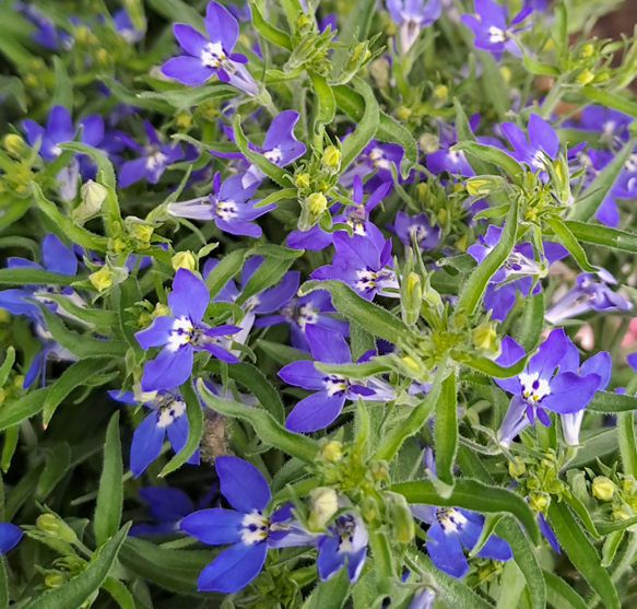 hnglobelia-richardii-blue-105cm-kruka-1