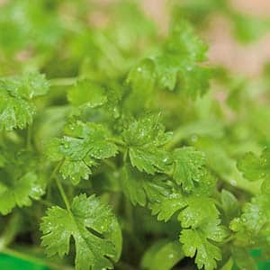 micro-leaf-koriander-2