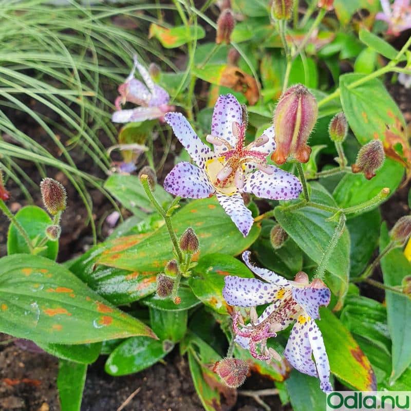 skugglilja-pink-freckles-13cm-kruka-3